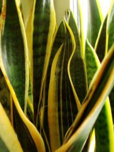 Mother-in-Law's Tongue / Snake Plant - picture credit: ourhouseplants.com