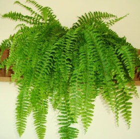 Boston Fern - picture credit: ourhouseplants.com